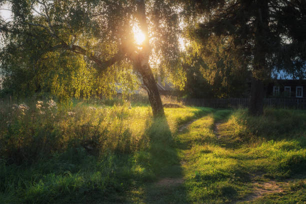birch in the countryside illuminated by the evening sun