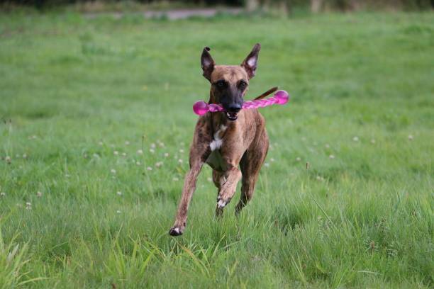 istock running and playing whippet in the park 1066890580