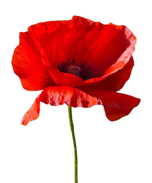 bright red poppy flower isolated on white bright red poppy flower isolated on white papery stock pictures, royalty-free photos & images