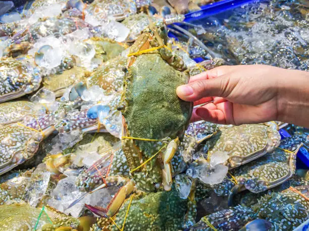 Photo of Woman hand picking up fresh raw sea flower crab (Portunus pelagicus) big size at put tray inside market and is popular of tourist for select buy seafood.