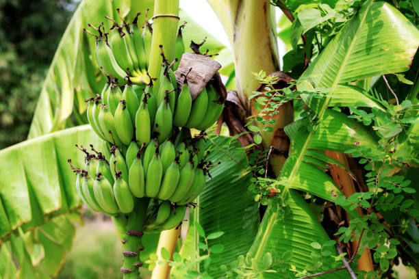 istock Banana on tree in farm. 1066894924