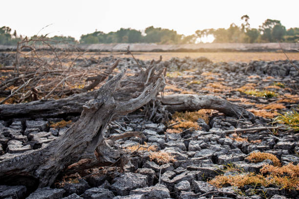 istock Dries wood on field in summer. 1066894990