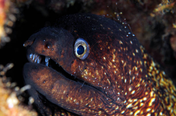 istock Underwater Sea Life 1066896850