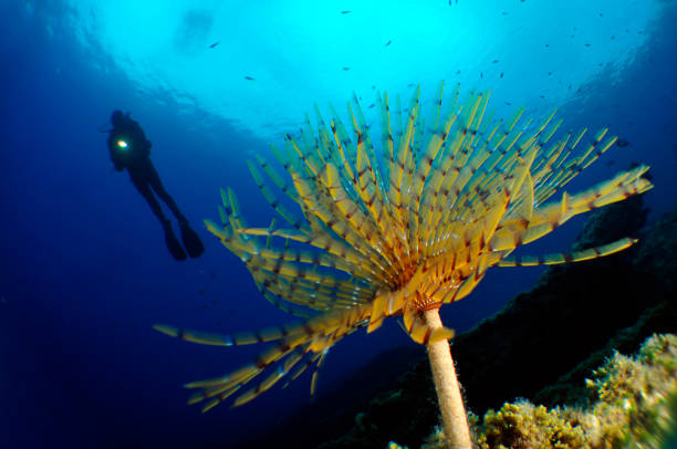 istock Underwater Sea Life 1066896944