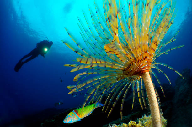 istock Underwater Sea Life 1066897022