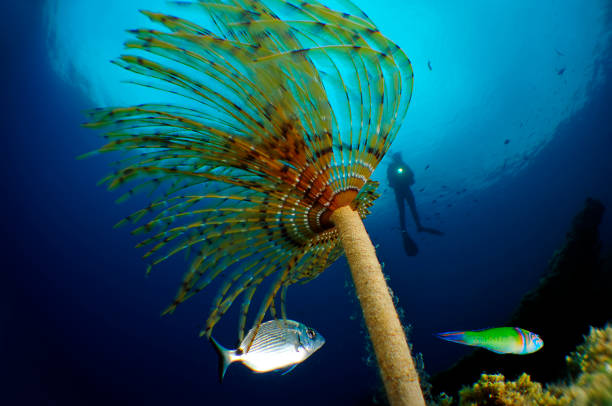 istock Underwater Sea Life 1066897026