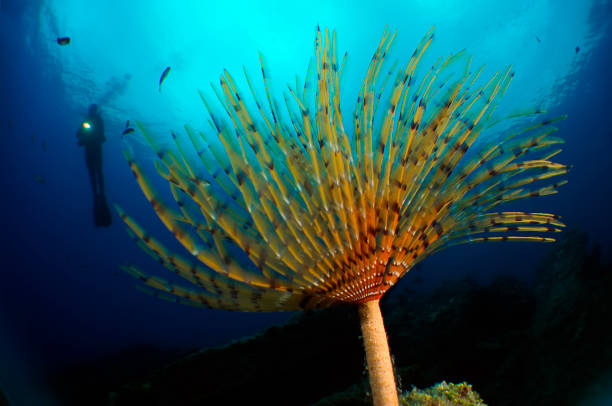istock Underwater Sea Life 1066897070
