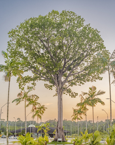 Belem, Para/Brazil - September 23, 2018: large tree of \