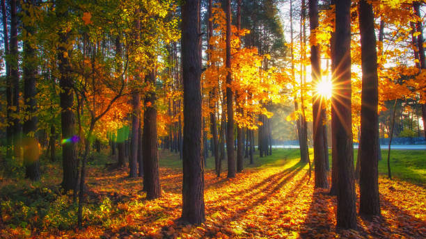 istock Colorful trees in autumn forest in sunlight 1066897196