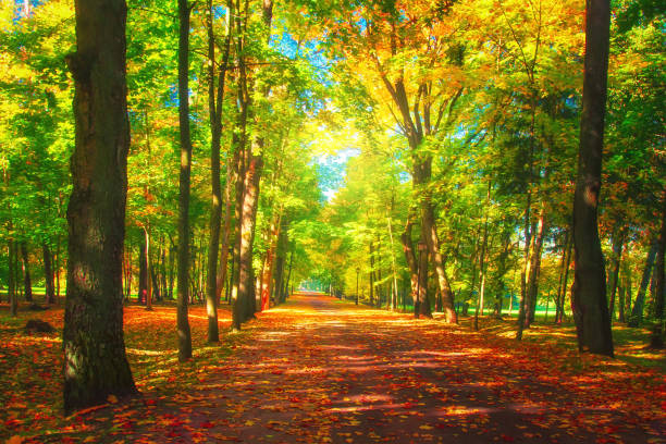 istock Autumn park with yellow trees on alley. Fall nature 1066897298