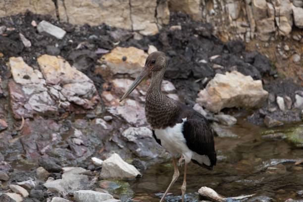 istock Black storck (Ciconia nigra) in a stony river bed. 1066898256