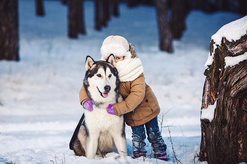 Funny little girl hugging her big Malamute dog in winter in the forest. The girl looks out with one eye because of the dog's ear. Concept of friendship of man and dog. The concept of winter holidays. Photo with background blur