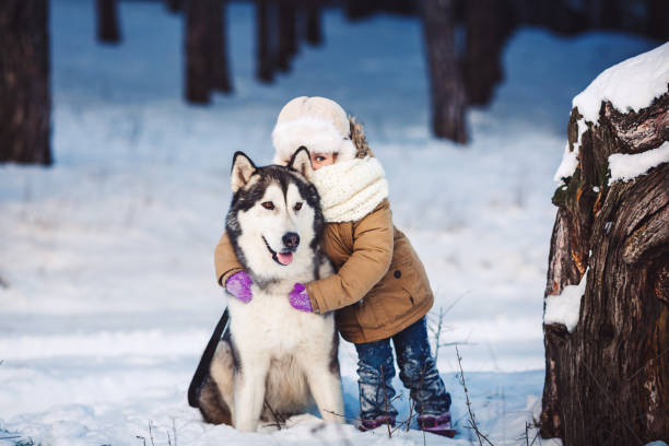 Funny little girl hugging her big Malamute dog in winter in the forest. Funny little girl hugging her big Malamute dog in winter in the forest. The girl looks out with one eye because of the dog's ear. Concept of friendship of man and dog. The concept of winter holidays. Photo with background blur malamute stock pictures, royalty-free photos & images