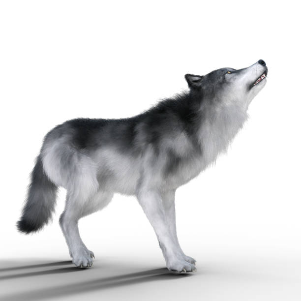 istock Digital 3D Illustration of a Wolf 1066900782