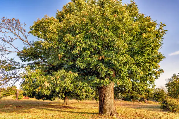 Beautiful chestnut tree loaded with chestnuts, ready to harvest.