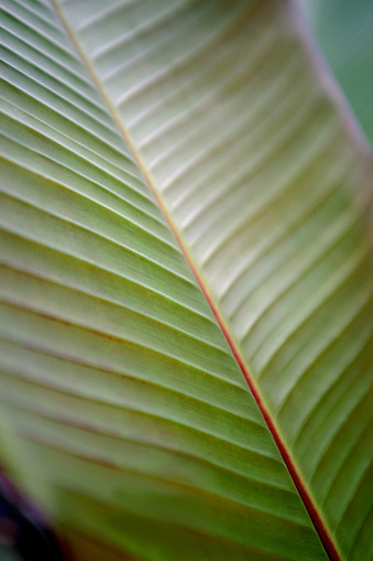 detail of spathiphyllum leaf