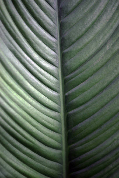 istock leaf of spathiphyllum 1066902394