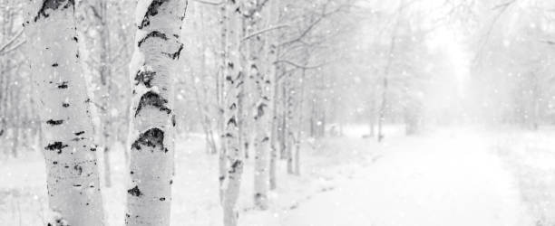 снежный березовый парк - берёзовая роща фотографии стоковые фото и изображения