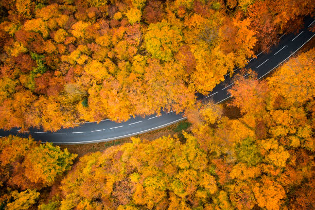 istock Road through autumnal forest - aerial view 1066908442