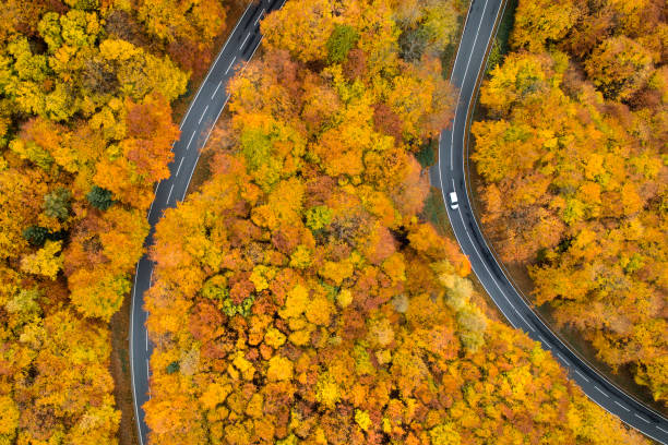 istock Road through autumnal forest - aerial view 1066908510