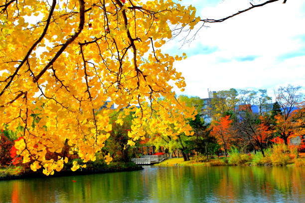 istock Fall scenery of Hokkaido, Sapporo, Nakajima Park, 1066908618