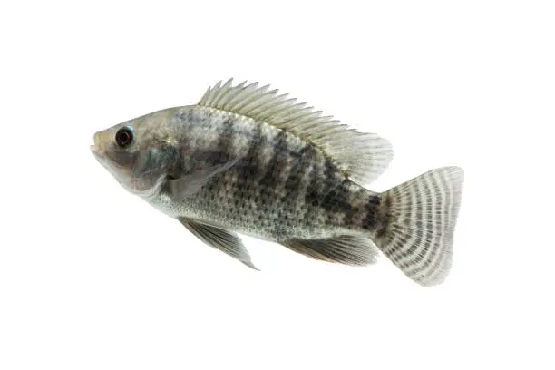Photo of Oreochromis niloticus ,Fresh raw fish isolated on white background with clipping path
