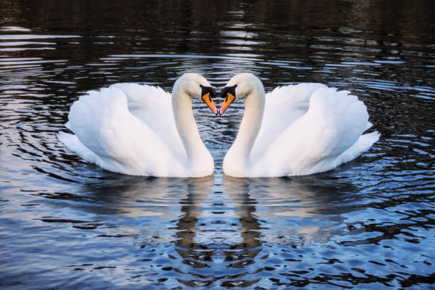 istock Romantic two swans on a lake 1066912630