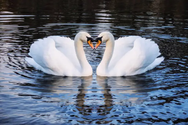 Romantic two swans on a lake, symbol heart shape of love