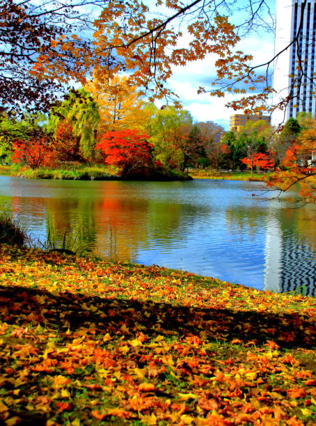 istock Fall scenery of Hokkaido, Sapporo, Nakajima Park, 1066912764