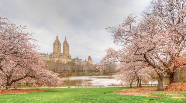 istock Central Park, New York City in spring 1066916180