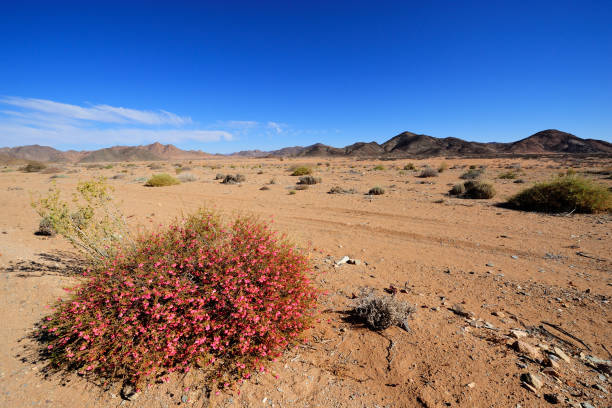 góry i pustynia w parku narodowym richtersveld - richtersveld national park zdjęcia i obrazy z banku zdjęć