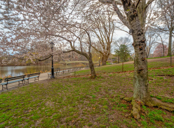 istock Central Park, New York City in spring 1066916984