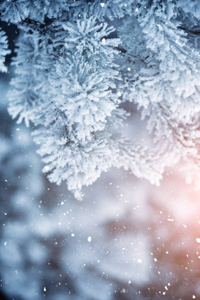 istock Winter scene background - Frosted pine branches 1066917564