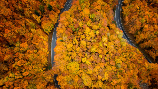 istock Road through autumnal forest - aerial view 1066917804