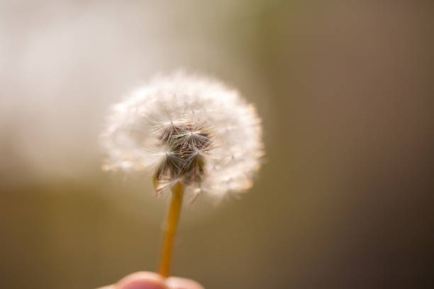 istock Holding white fluffy dandelion. Forest Foliage Background. 1066923144