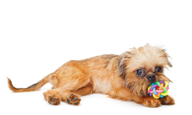 Brussels Griffon puppy with ball Brussels Griffon puppy with ball isolated on white brussels griffon dog lying down stock pictures, royalty-free photos & images