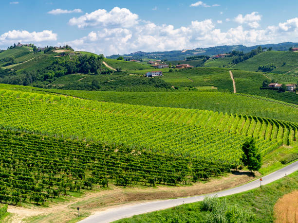 istock Vineyards near Barbaresco, Cuneo, in Langhe 1066923210