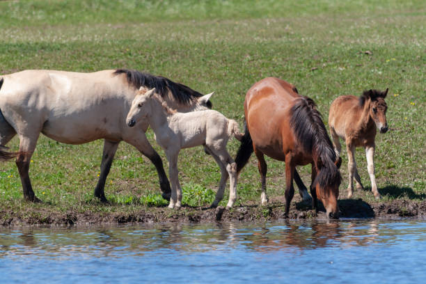 istock Mares with their foals on the shore of the pond. 1066925558