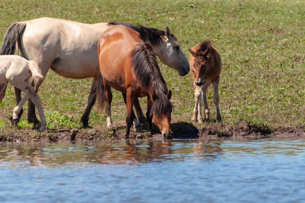 istock Mares with their foals on the shore of the pond. 1066925638