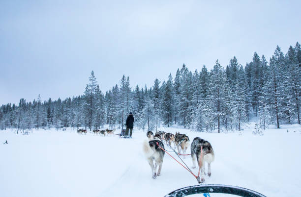 istock working husky dogs in arctic finalnd 1066926518