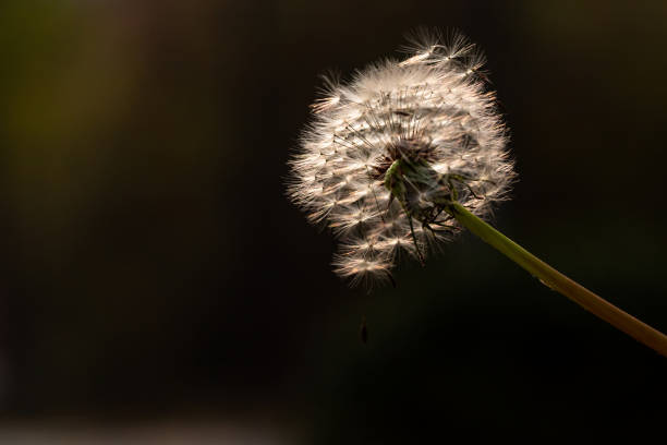 istock Dandelion in field. Closeup 1066926744