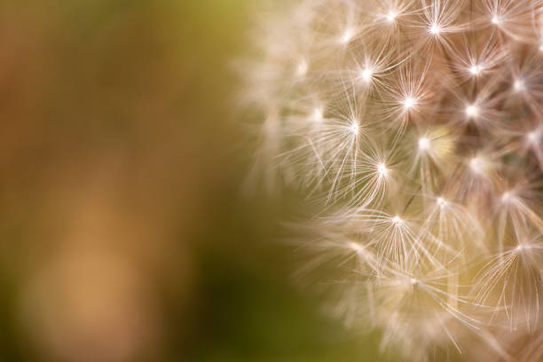 istock Close up of a dandelion. Dandelion macro 1066927136