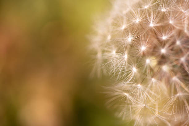 istock Close up of a dandelion. Dandelion macro 1066927138