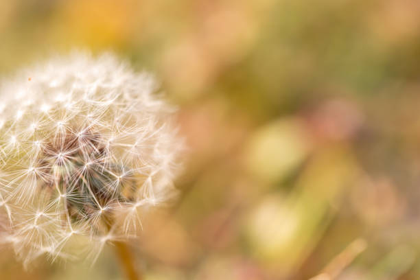 Dandelion macro