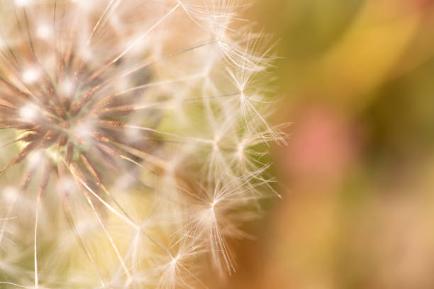 istock Close up of a dandelion. Dandelion macro 1066927236