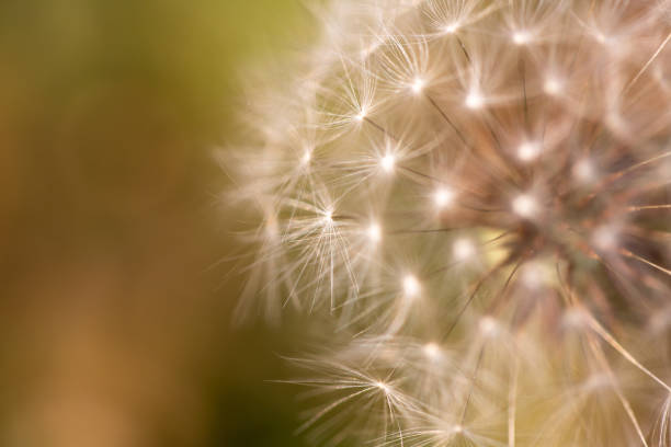 istock Close up of a dandelion. Dandelion macro 1066927274