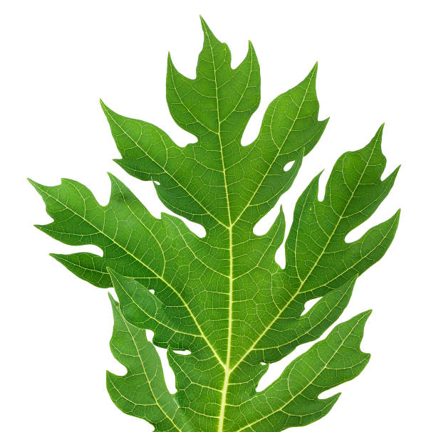 istock papaya leaf isolated on white clipping path 1066928752