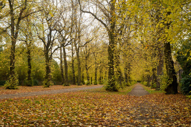 istock Trees and leaves in autumn 1066929774