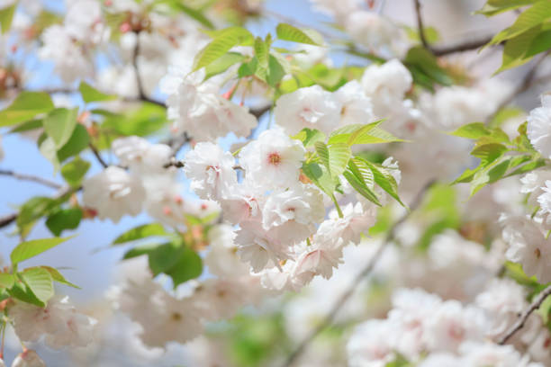 Double cherry blossoms in full bloom - Spring of Japan -