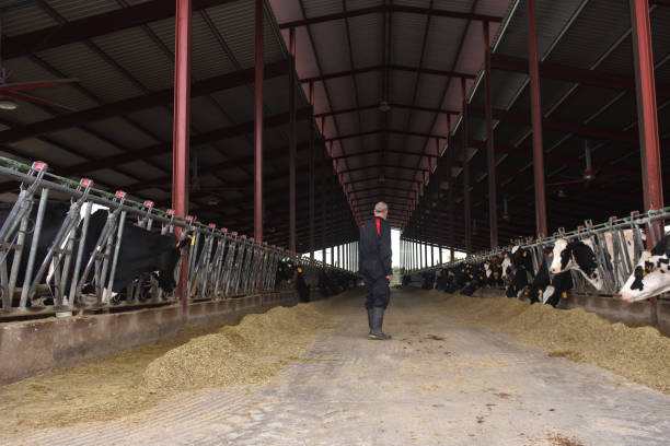 istock farmer in a cow farm 1066931364
